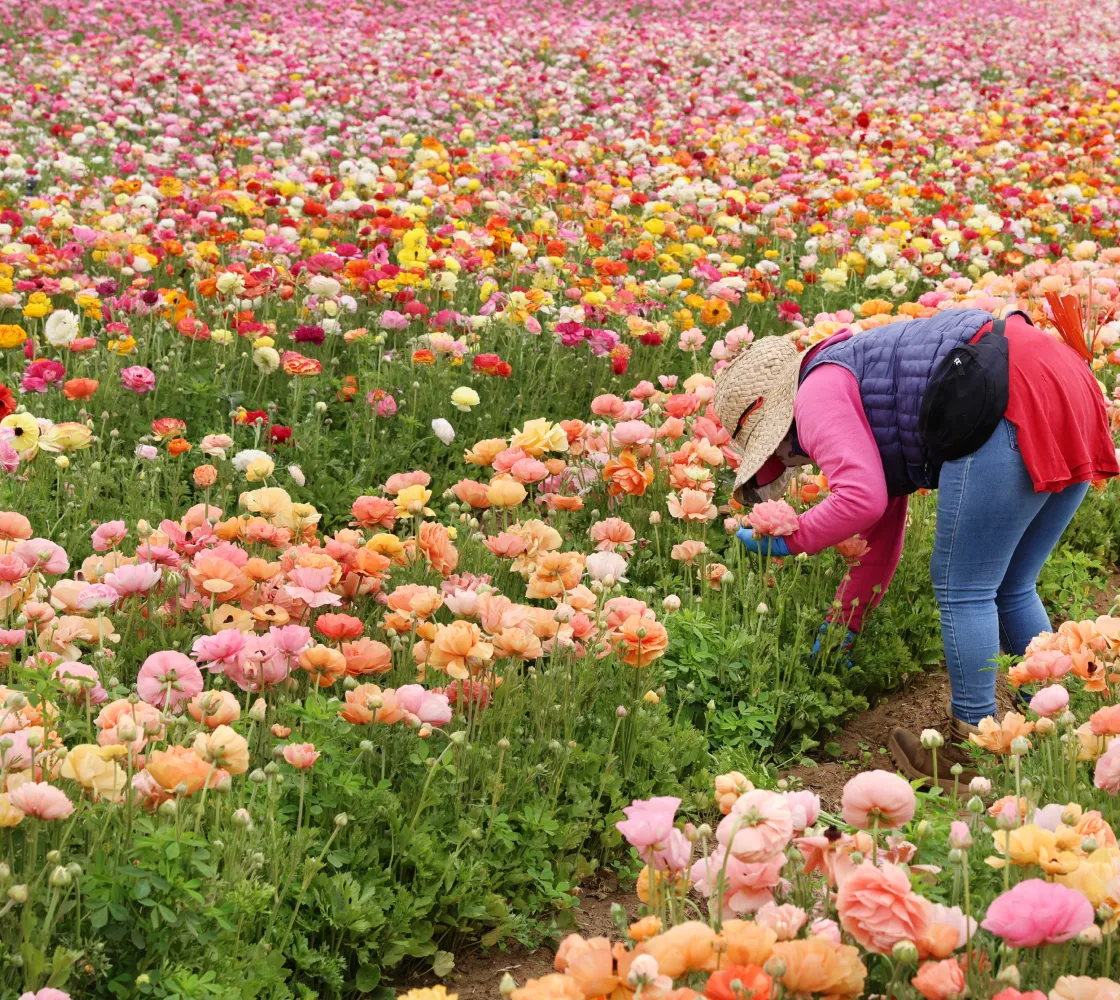 perfect blooms local grower
