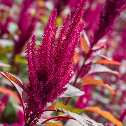 amaranth