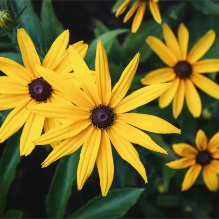 black eyed susan