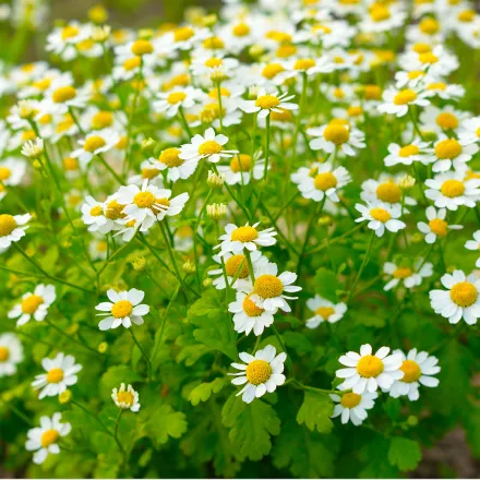 feverfew