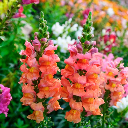 snapdragon