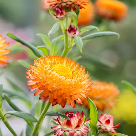 strawflower