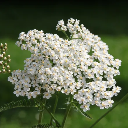 yarrow